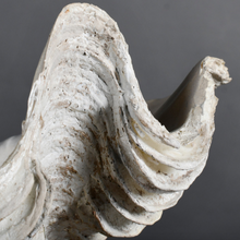 Indlæs billede til gallerivisning Clam Shell Sculpture Small